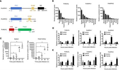 Paralichthys olivaceus MLKL-mediated necroptosis is activated by RIPK1/3 and involved in anti-microbial immunity